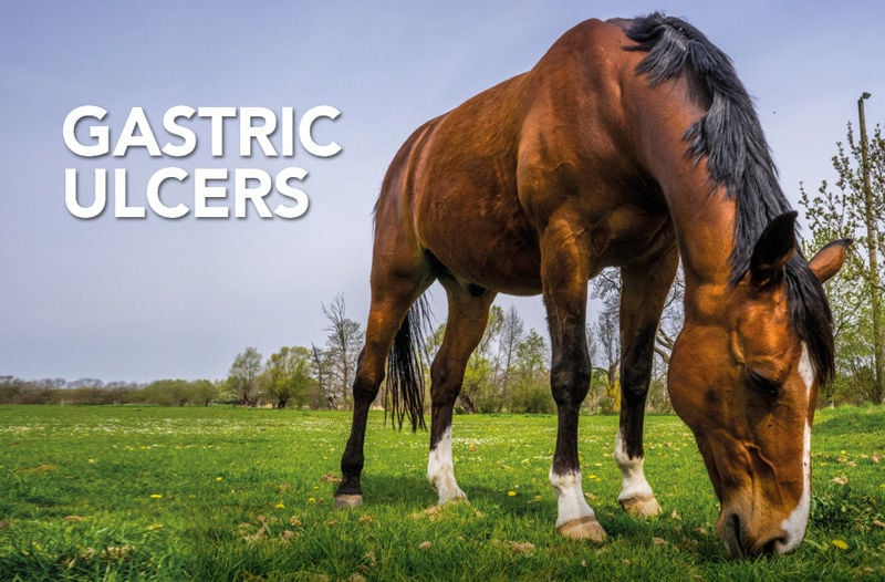 Equine Science Matters™: Gastric Ulcers